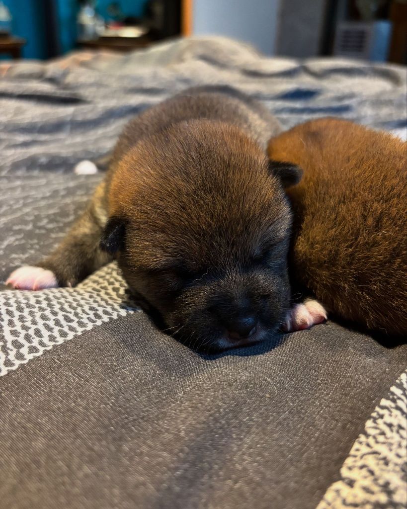 Des Plaines D'ardennie - Chiot disponible  - Shiba