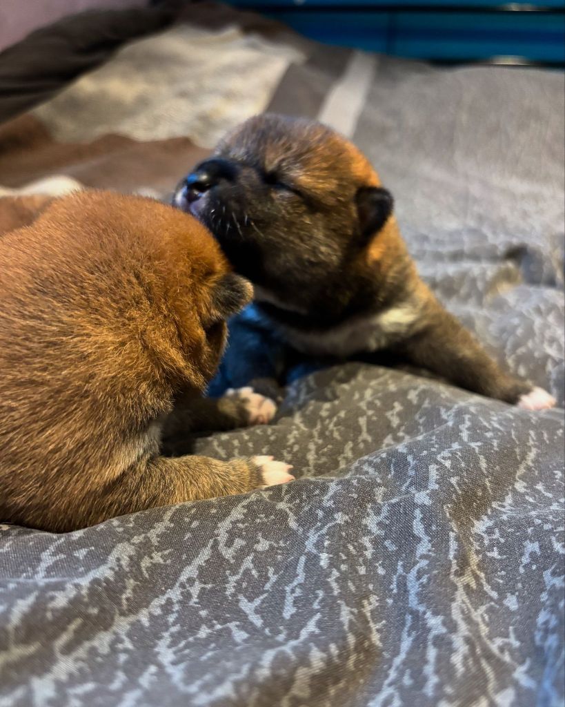 Des Plaines D'ardennie - Chiot disponible  - Shiba