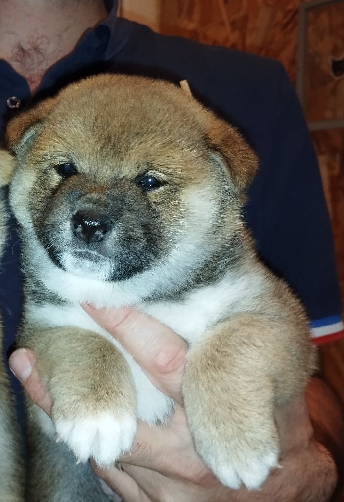 Des Plaines D'ardennie - Chiot disponible  - Shiba