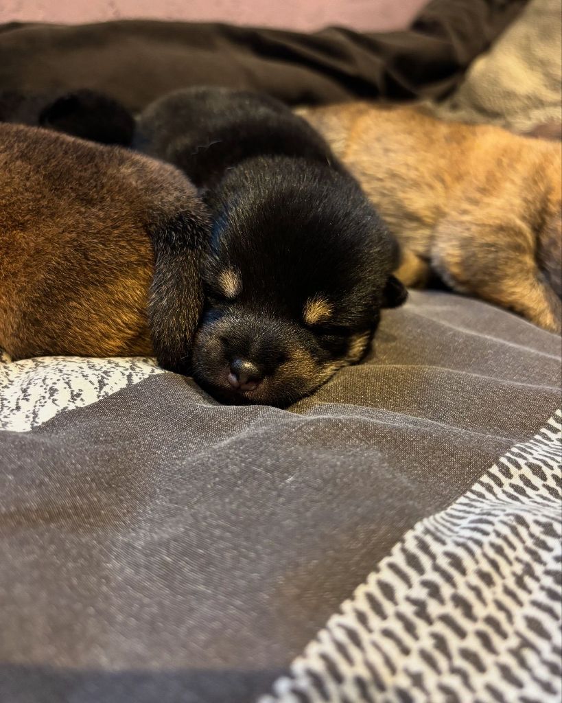 Des Plaines D'ardennie - Chiot disponible  - Shiba