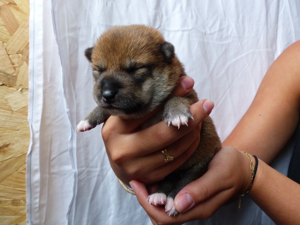 Des Plaines D'ardennie - Chiots disponibles - Shiba