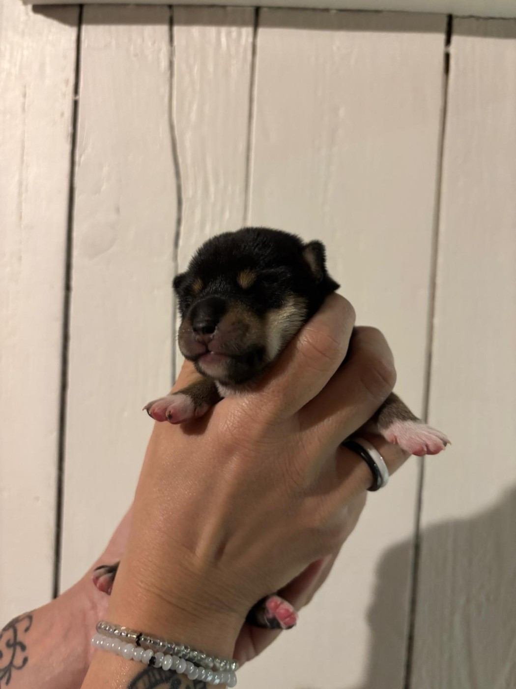 Des Plaines D'ardennie - Chiots disponibles - Shiba