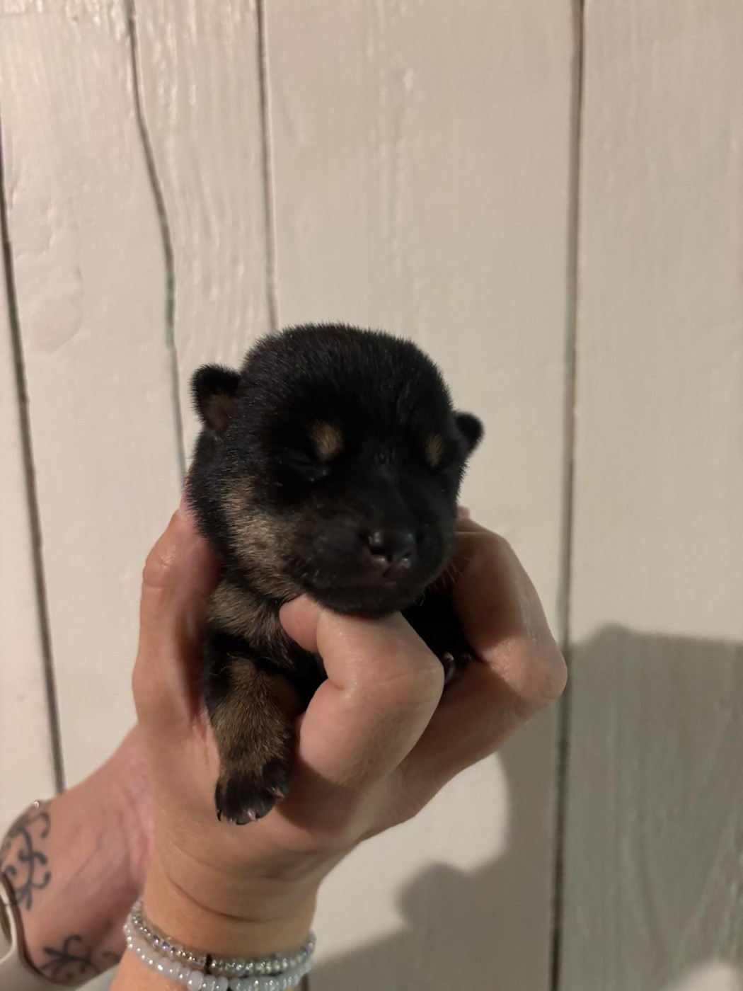 Des Plaines D'ardennie - Chiots disponibles - Shiba