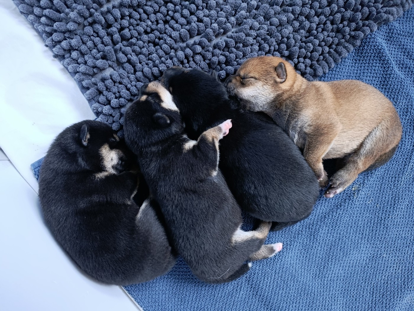 Chiot Shiba Des Plaines D'ardennie