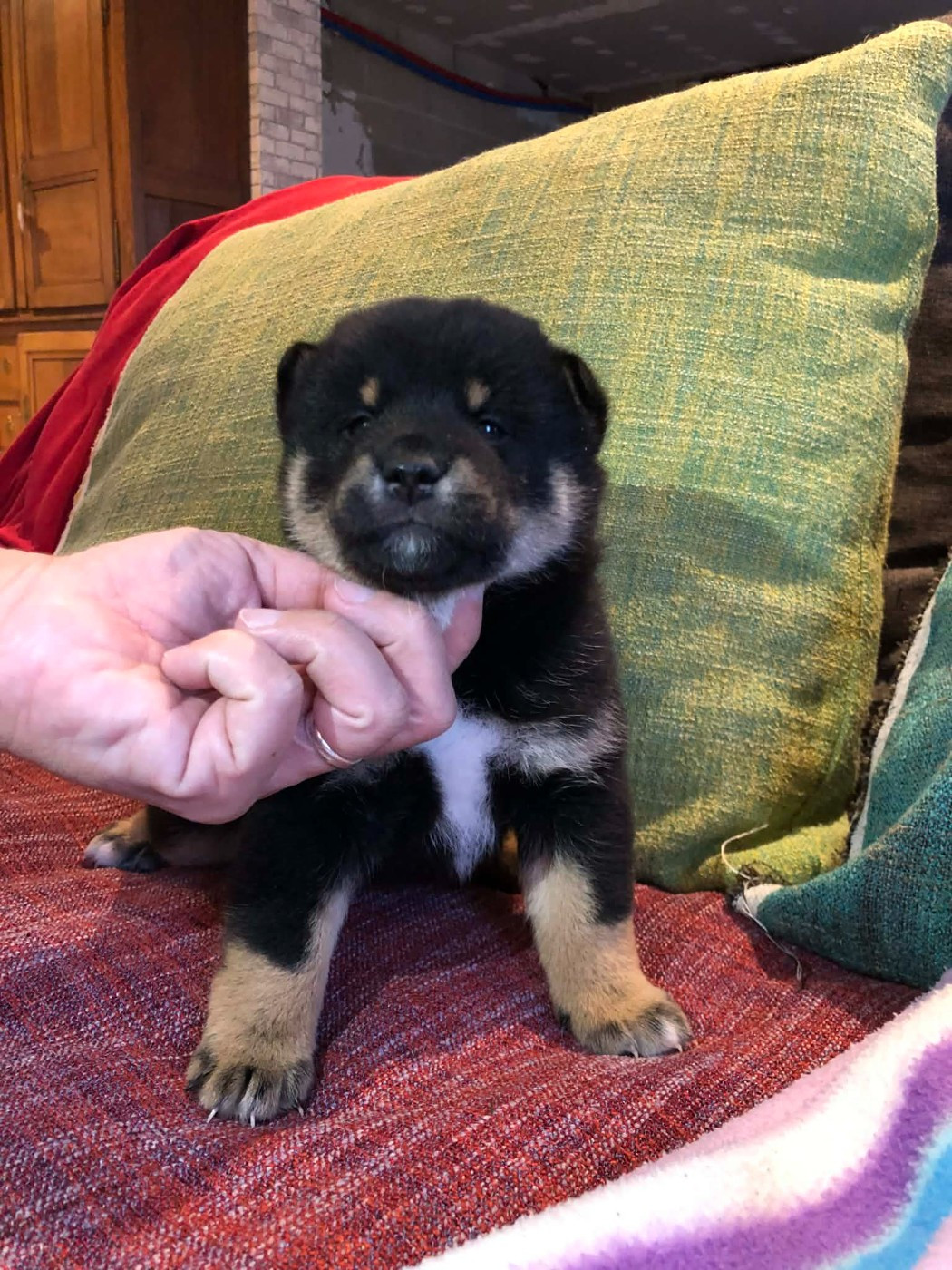 Des Plaines D'ardennie - Chiots disponibles - Shiba