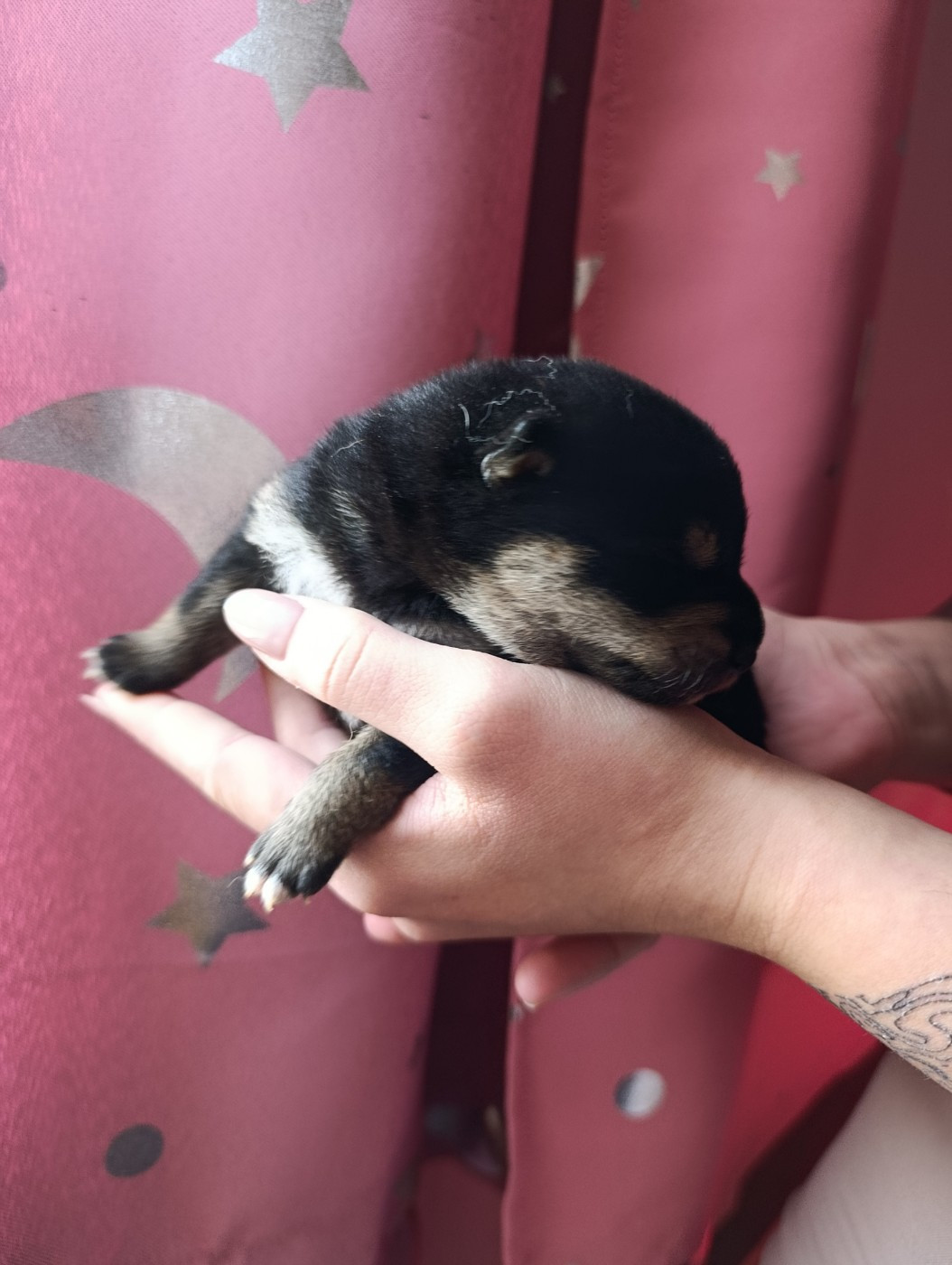 Des Plaines D'ardennie - Chiots disponibles - Shiba