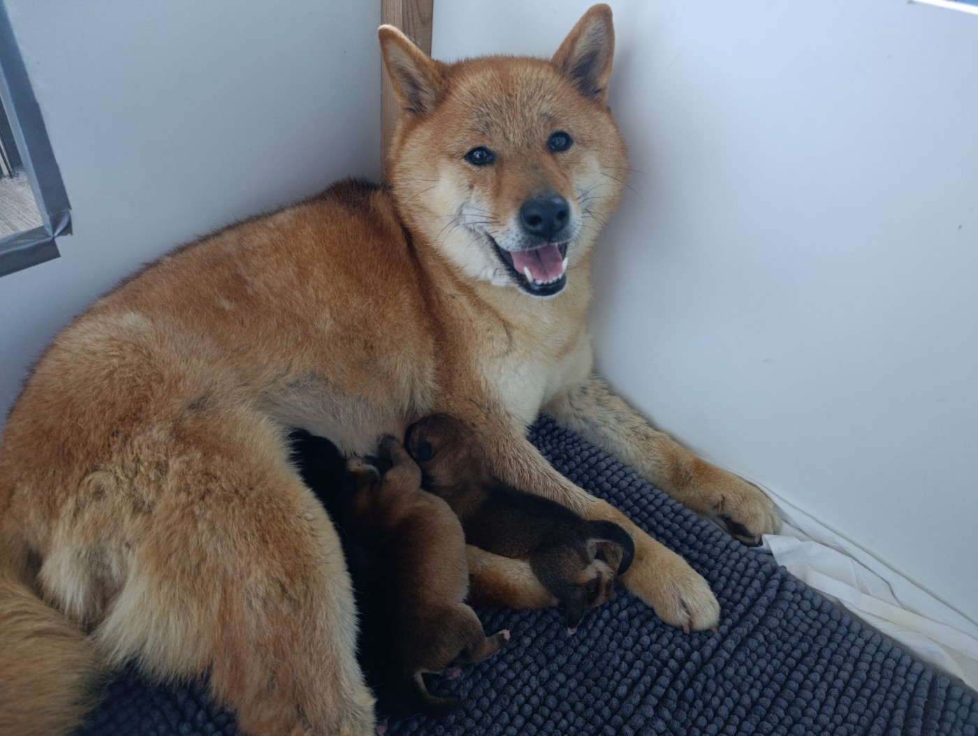 Chiot Shiba Des Plaines D'ardennie