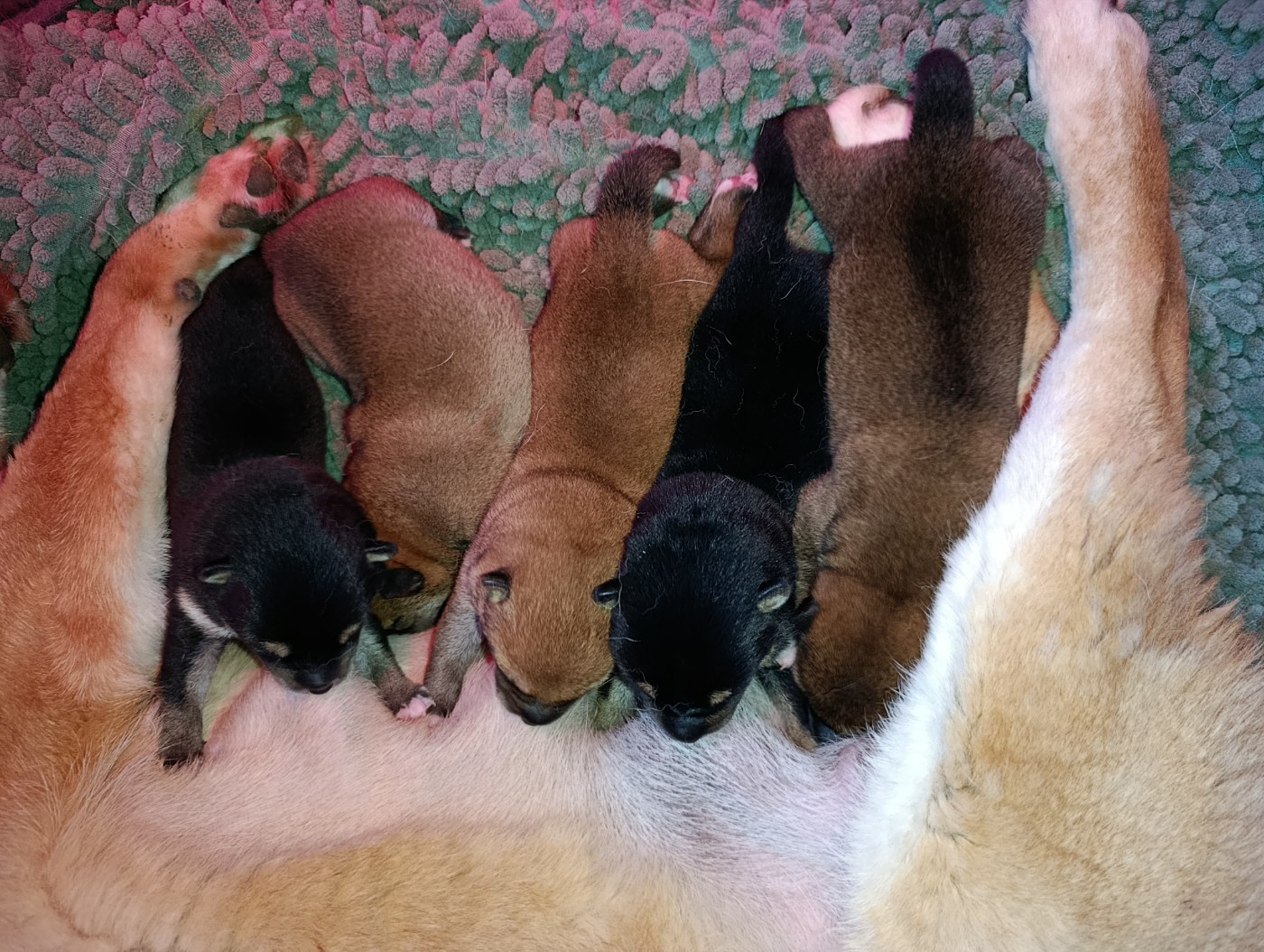 Chiot Shiba Des Plaines D'ardennie