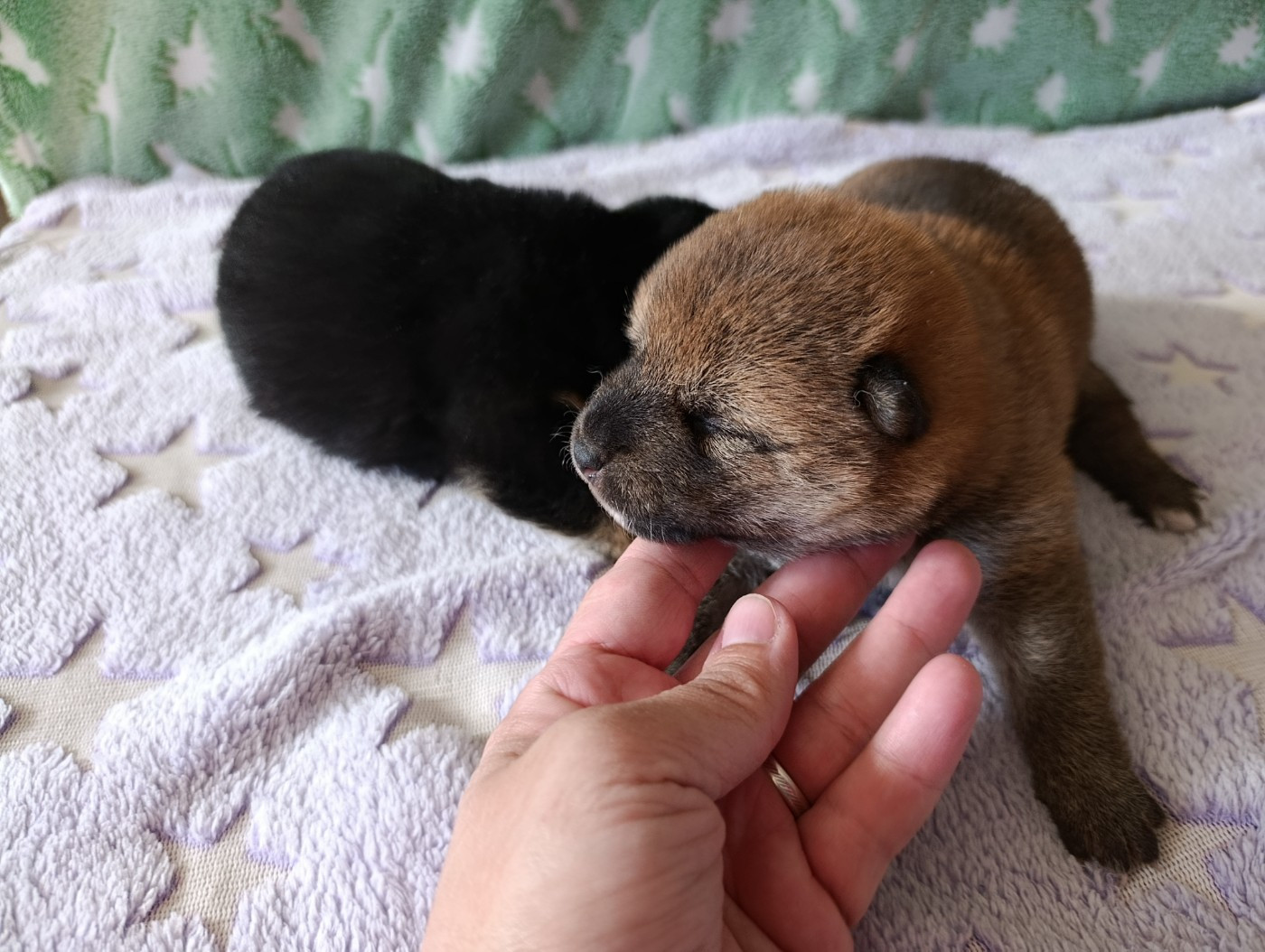 Des Plaines D'ardennie - Chiots disponibles - Shiba