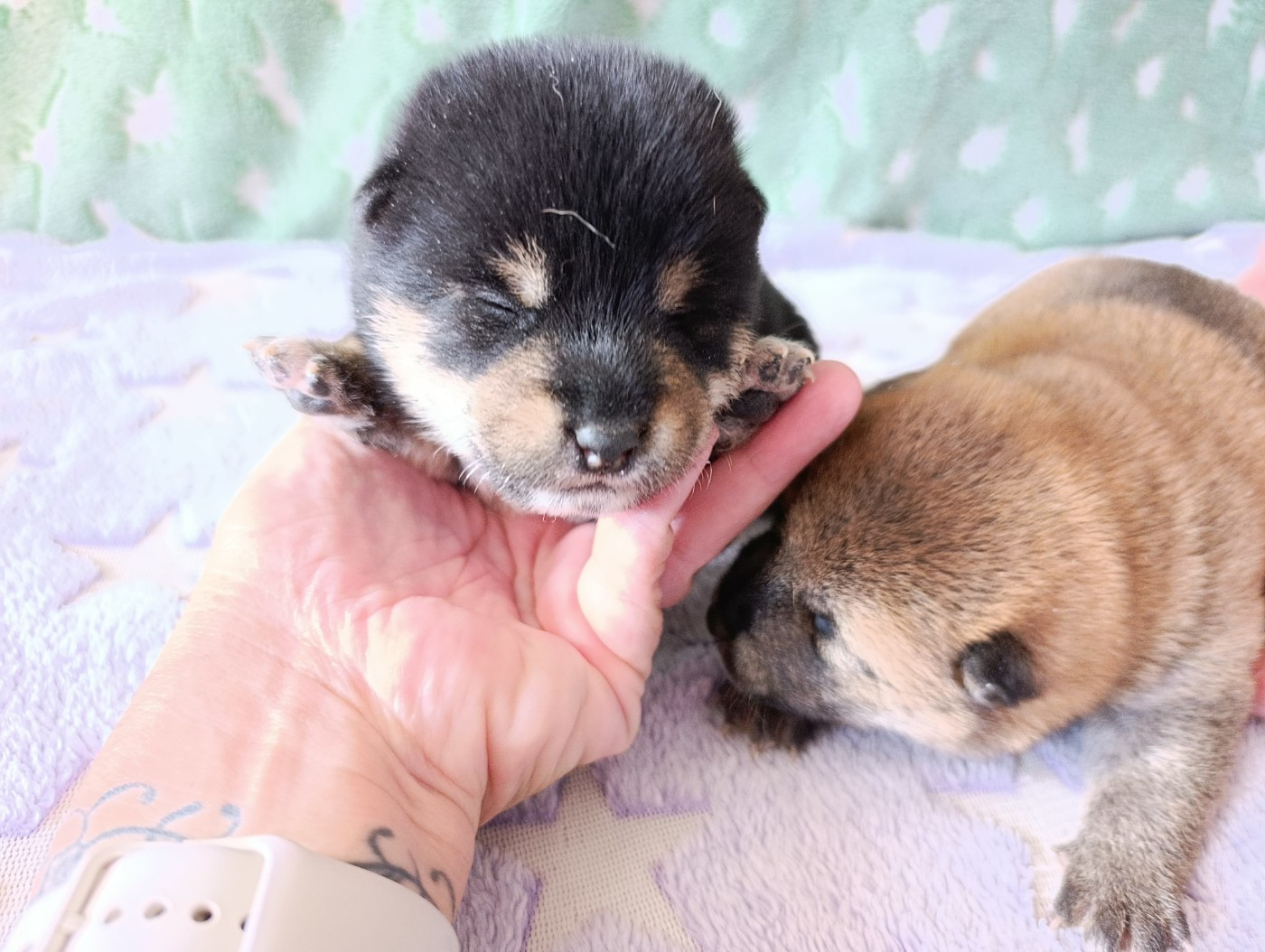 Des Plaines D'ardennie - Chiots disponibles - Shiba