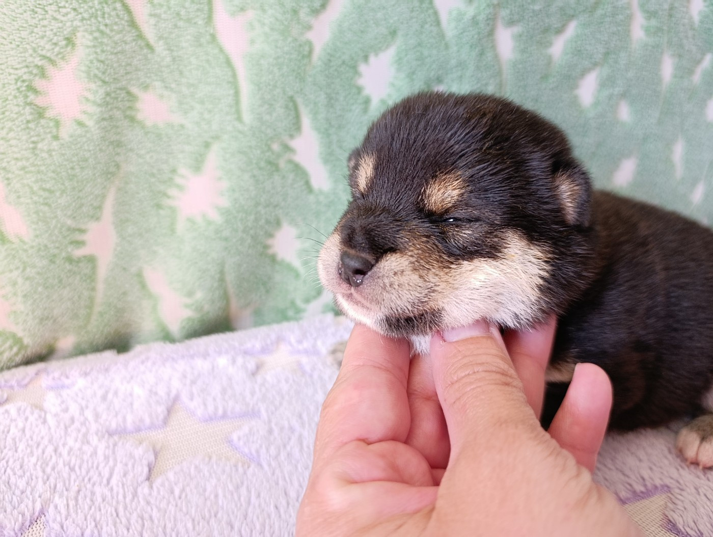 Des Plaines D'ardennie - Chiots disponibles - Shiba