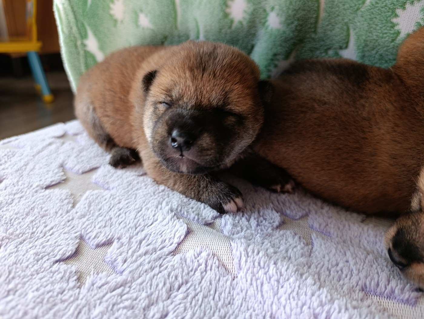 Des Plaines D'ardennie - Chiots disponibles - Shiba