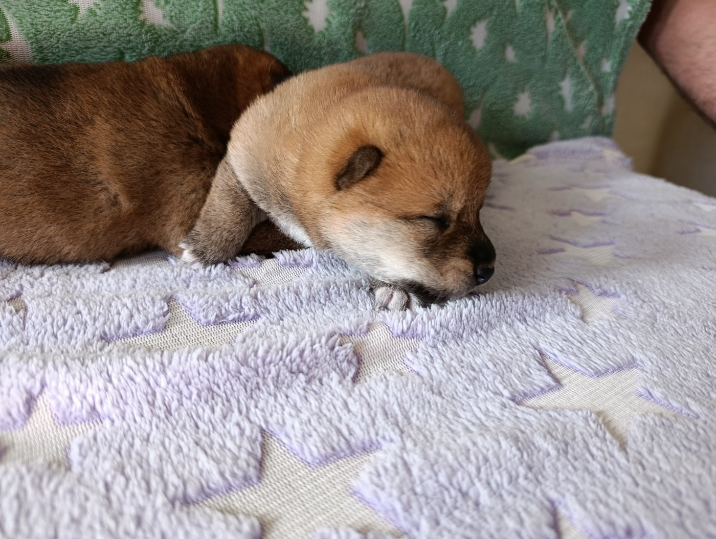 Des Plaines D'ardennie - Chiots disponibles - Shiba