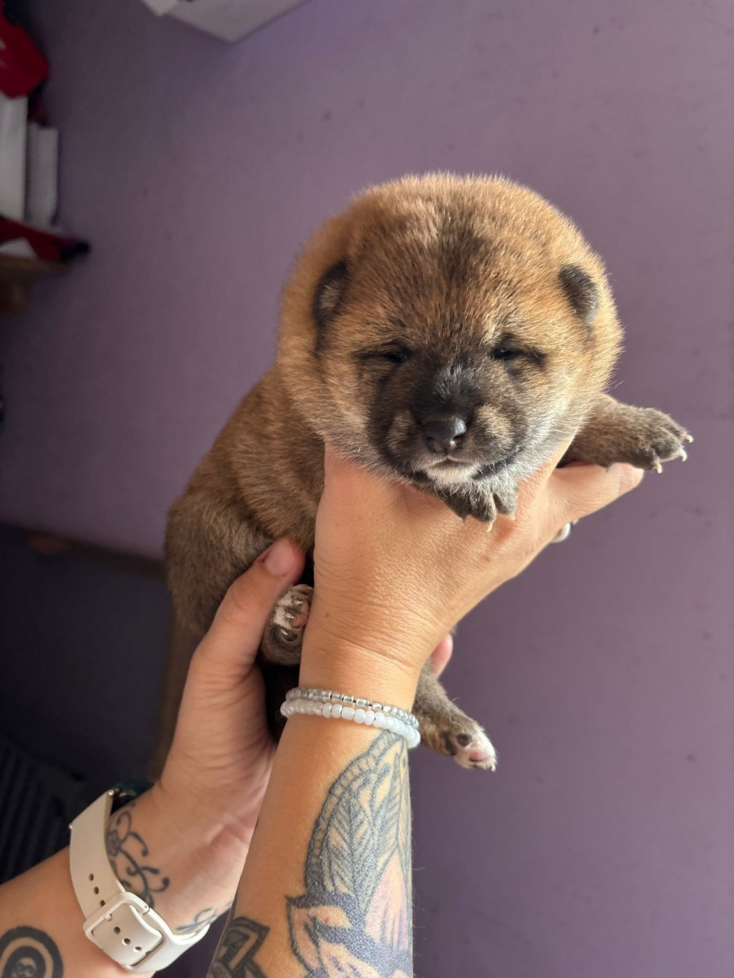 Des Plaines D'ardennie - Chiots disponibles - Shiba