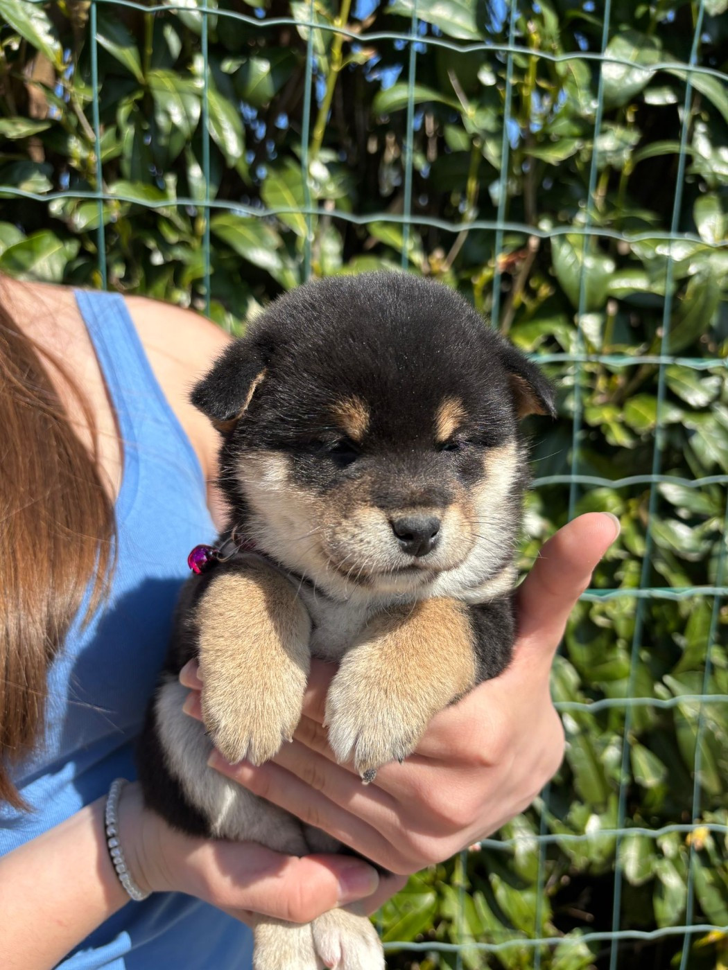 Des Plaines D'ardennie - Chiots disponibles - Shiba