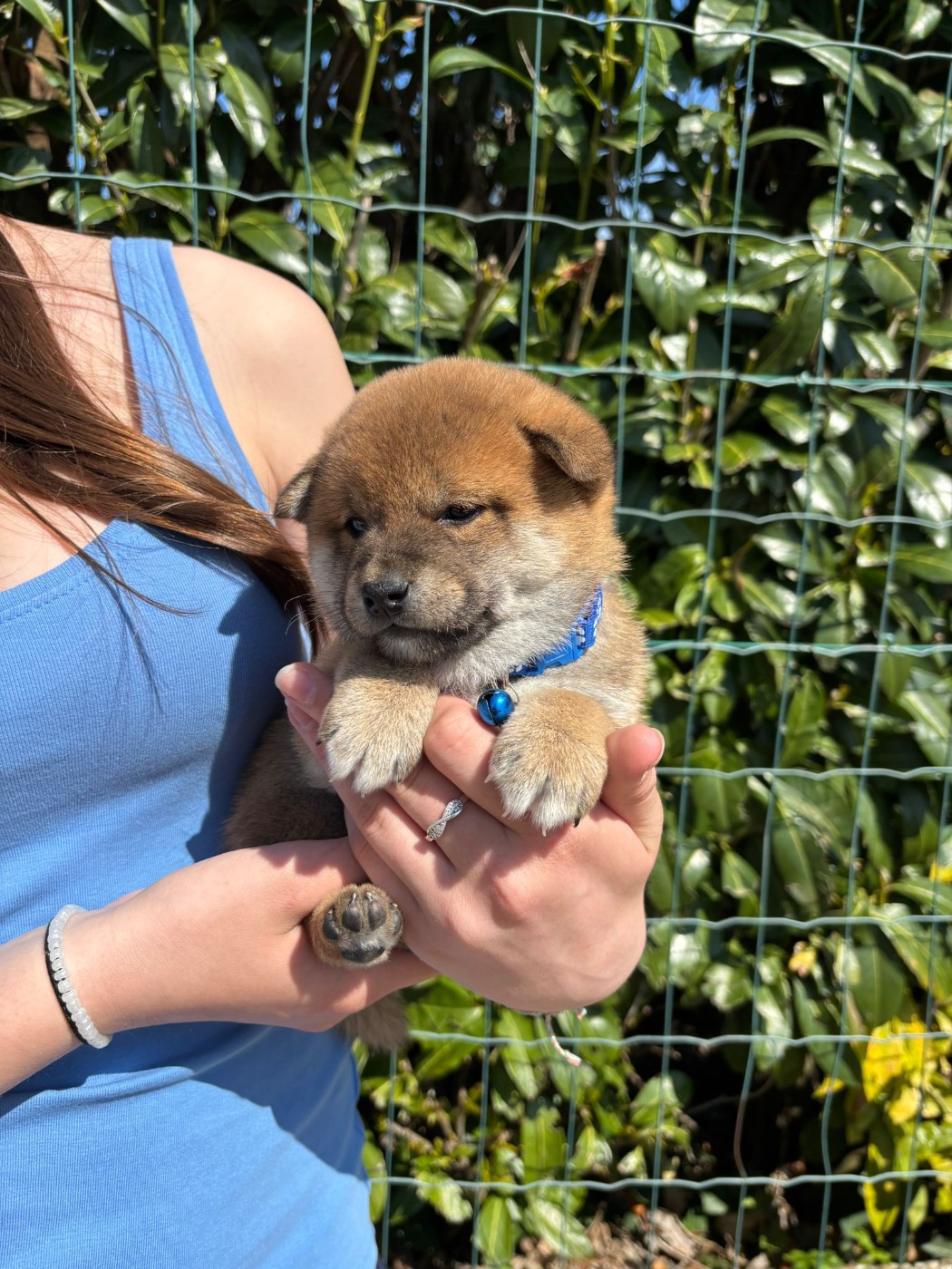 Des Plaines D'ardennie - Chiots disponibles - Shiba