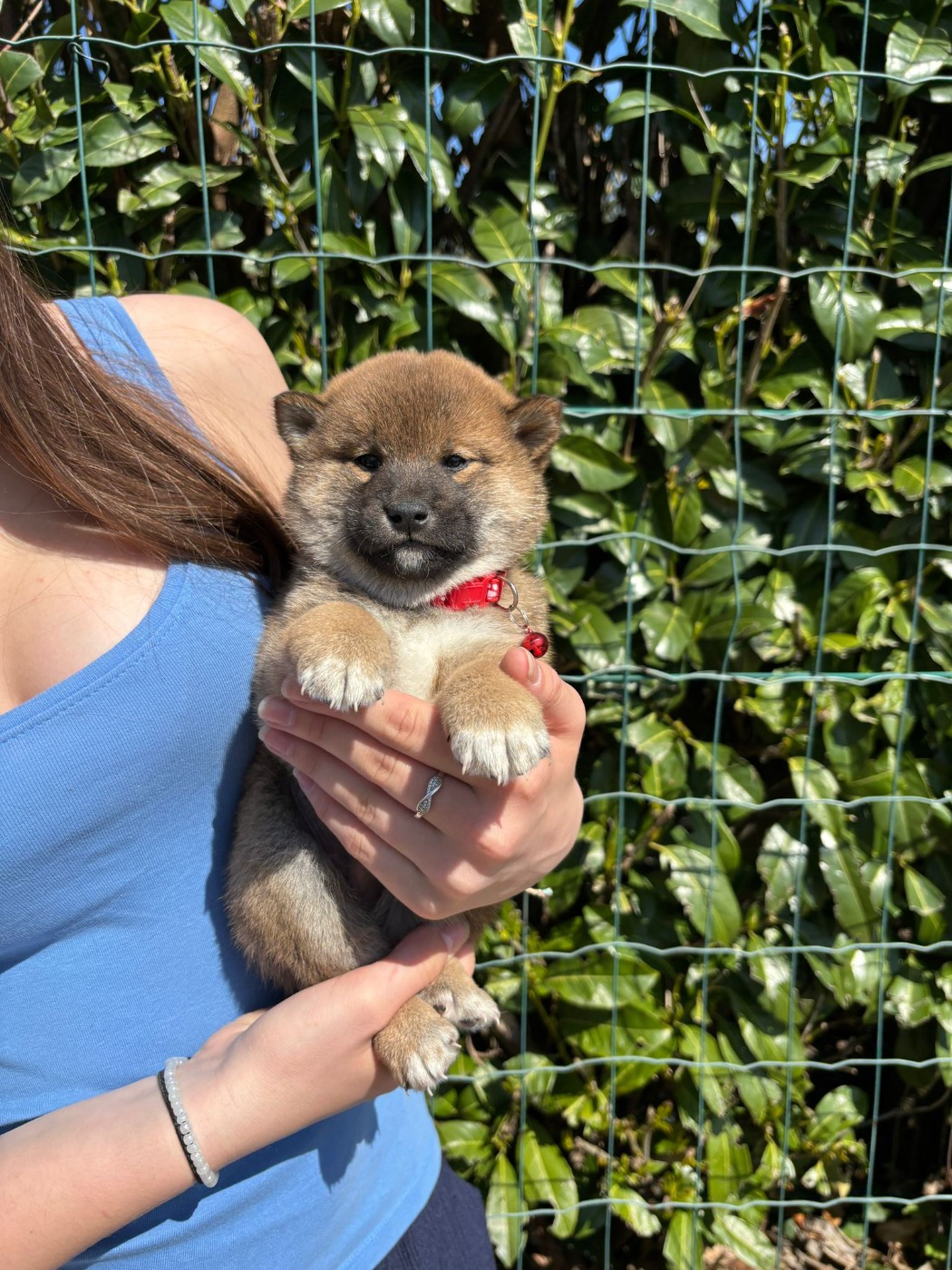 Des Plaines D'ardennie - Chiots disponibles - Shiba