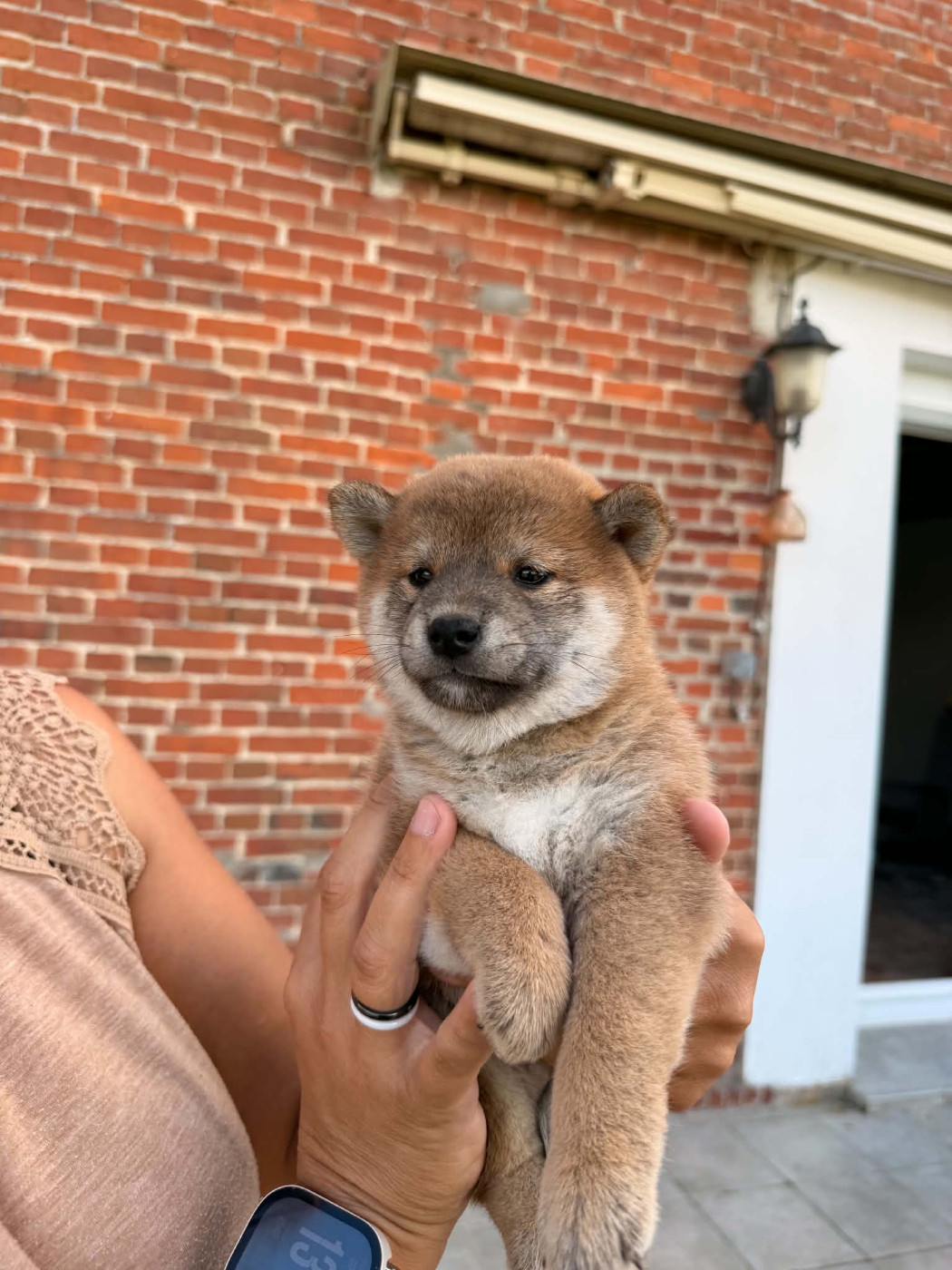 Des Plaines D'ardennie - Chiots disponibles - Shiba