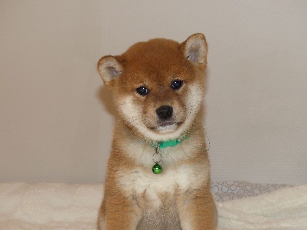 Des Plaines D'ardennie - Chiots disponibles - Shiba