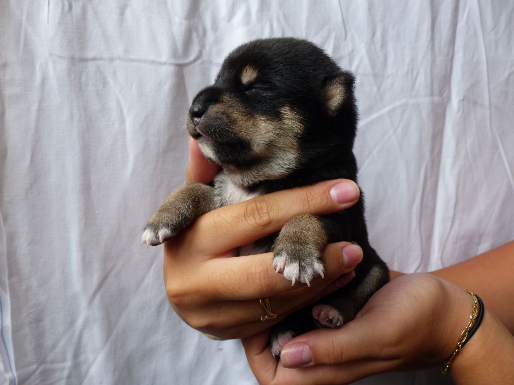 Des Plaines D'ardennie - Chiots disponibles - Shiba