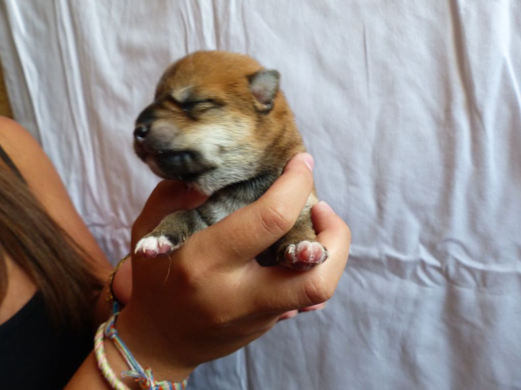 Des Plaines D'ardennie - Chiots disponibles - Shiba
