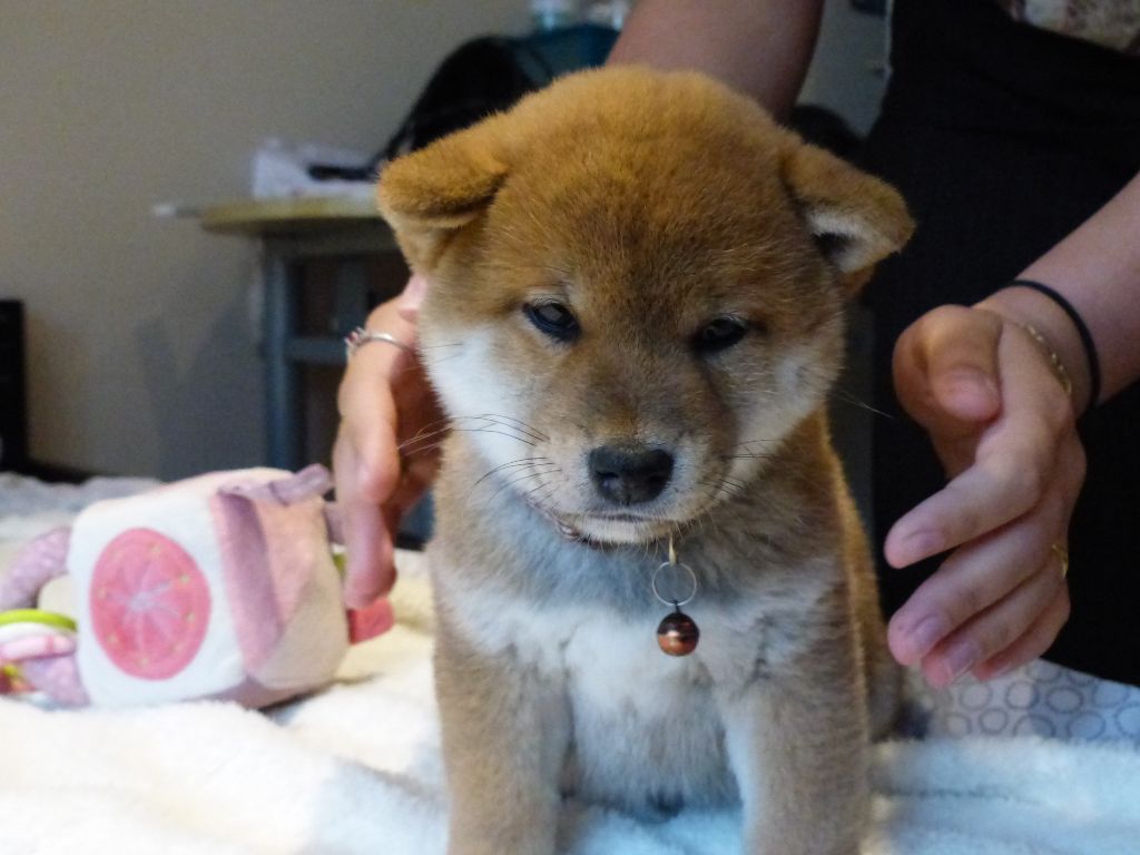 Des Plaines D'ardennie - Chiots disponibles - Shiba