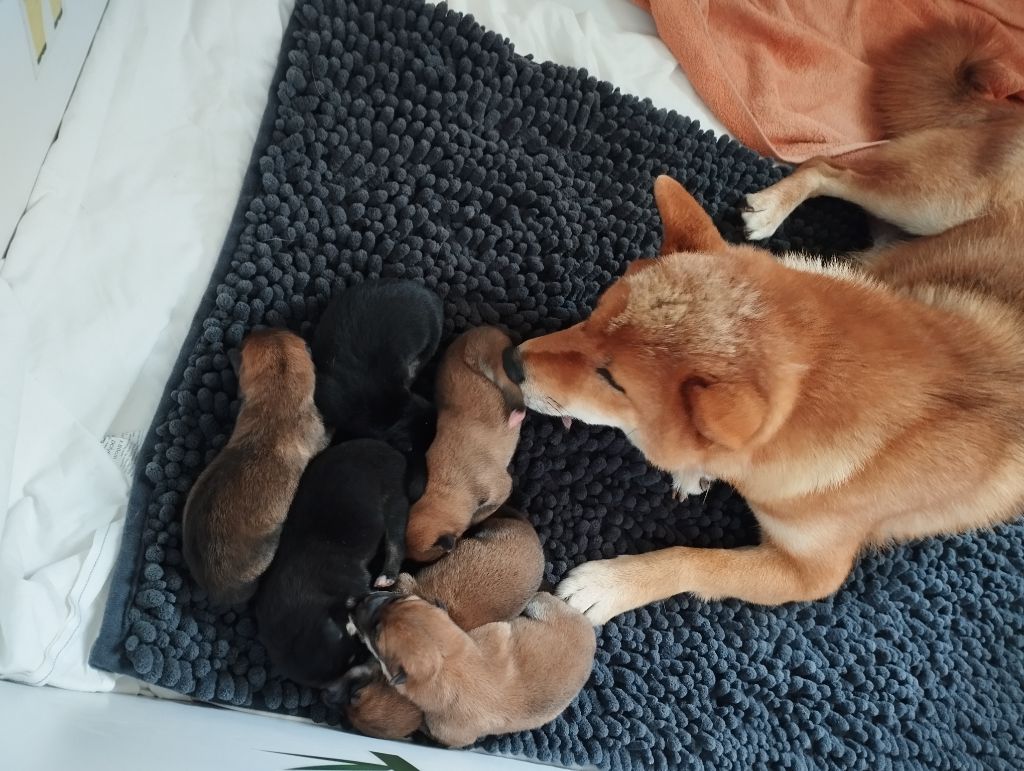 Chiot Shiba Des Plaines D'ardennie