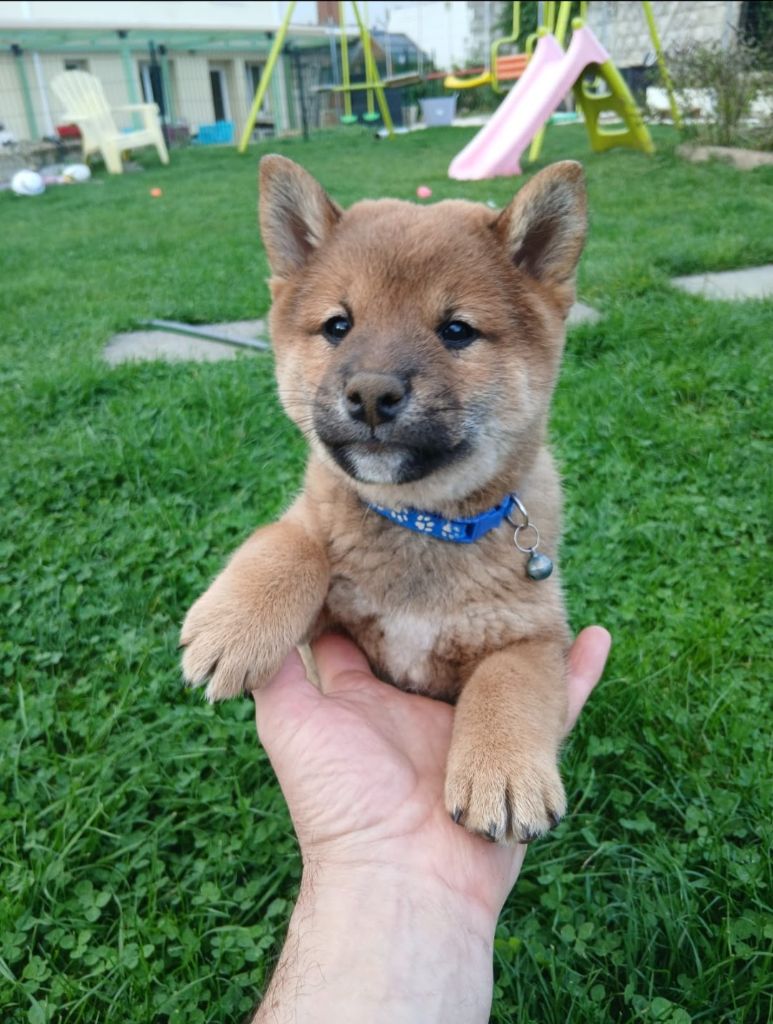 Des Plaines D'ardennie - Chiots disponibles - Shiba