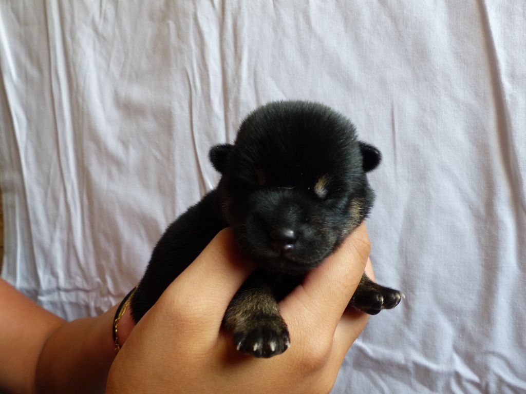 Des Plaines D'ardennie - Chiots disponibles - Shiba