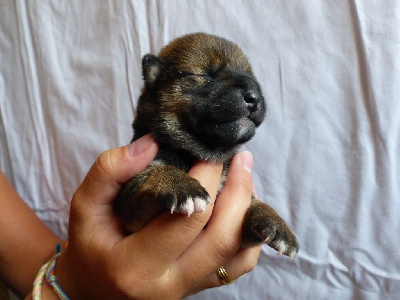 Chiot rousse