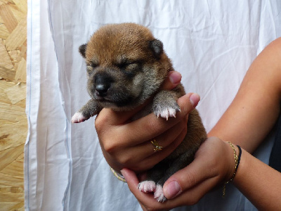 Chiot fauve