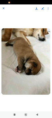CHIOT