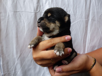 Chiot noir et feu