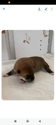 CHIOT