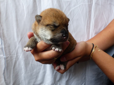 Chiot fauve