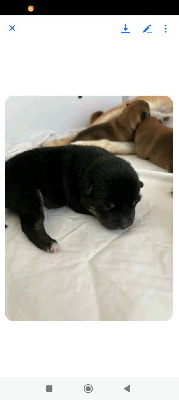 CHIOT