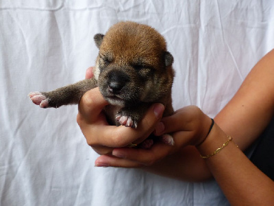Chiot fauve