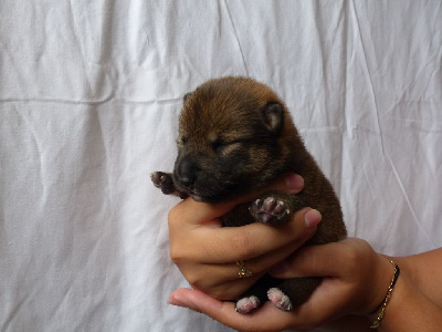 Chiot fauve
