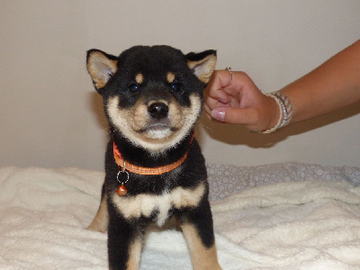 A' Fox