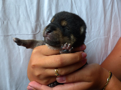 Chiot noir et feu