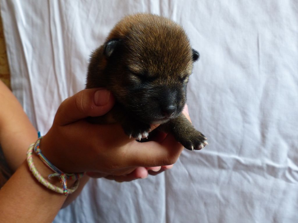Des Plaines D'ardennie - Chiots disponibles - Shiba