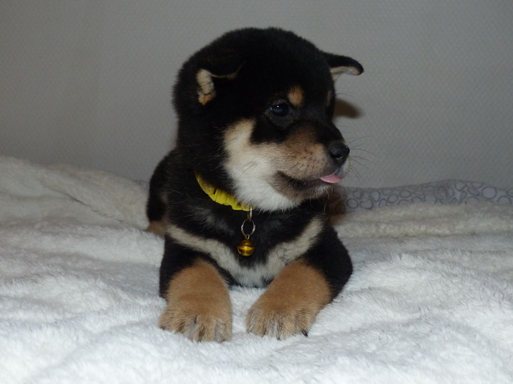 Des Plaines D'ardennie - Chiots disponibles - Shiba