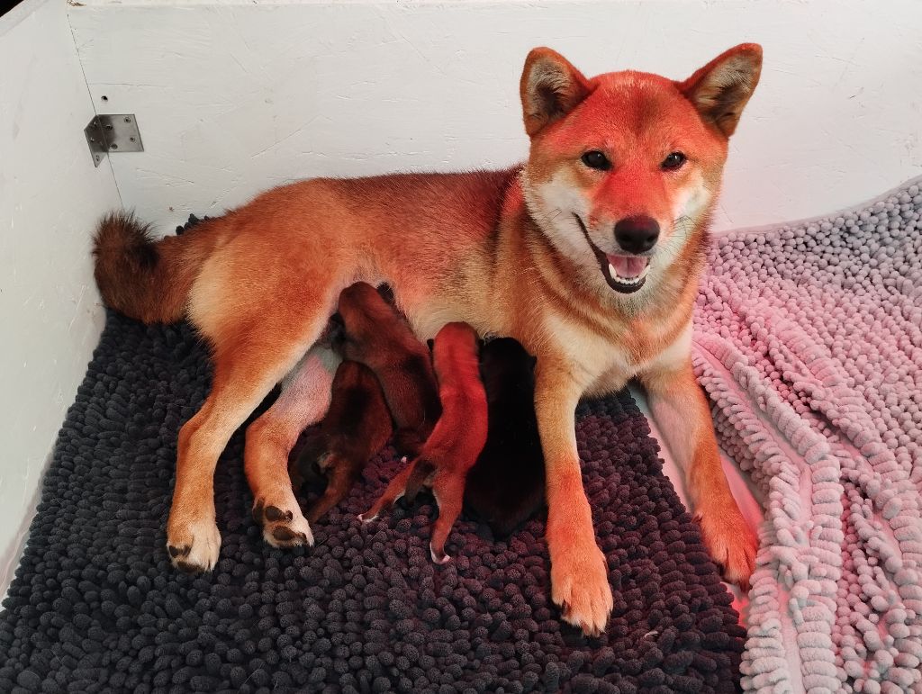 Chiot Shiba Des Plaines D'ardennie